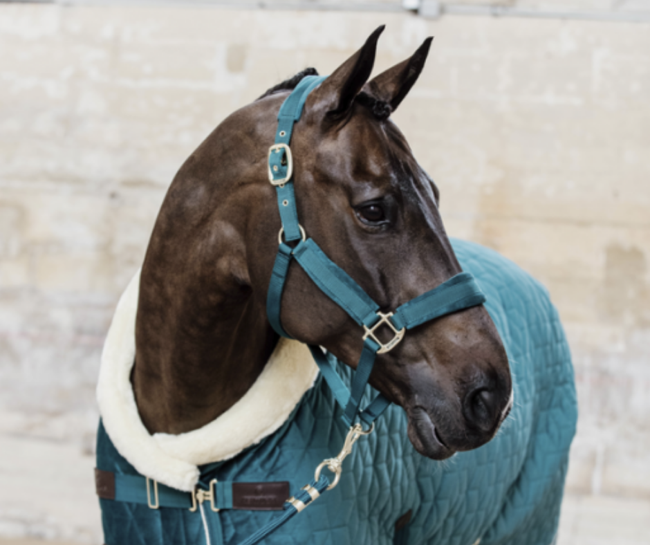 Quels sont les équipements dont il faut doter son cheval pour l'équitation?